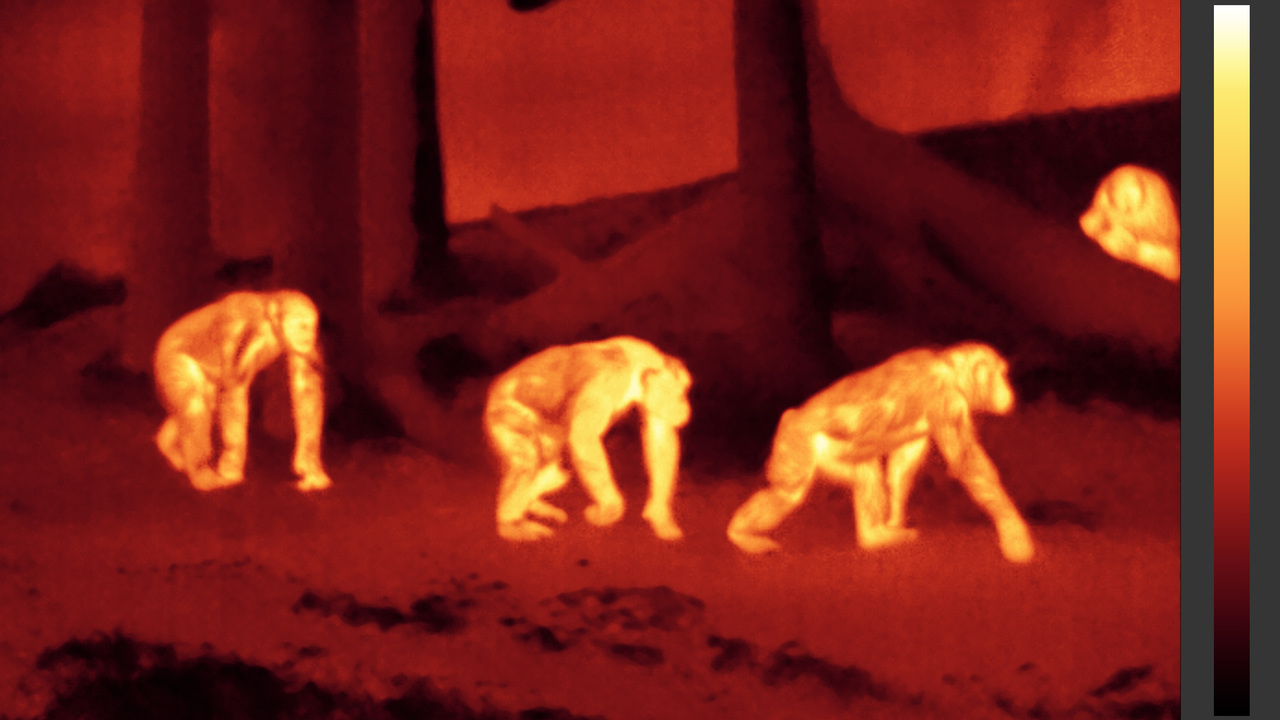 Chimps-ir50-100